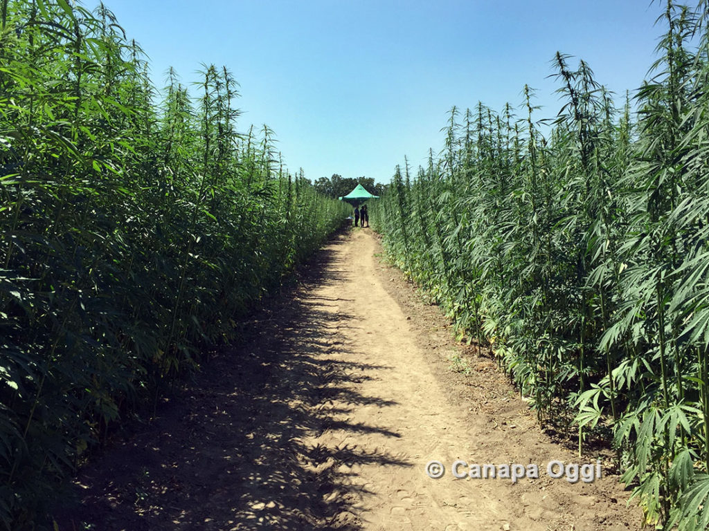 Campania finanzia progetti pilota sulla canapa cannabis Sativa Canapa Campana Caivano