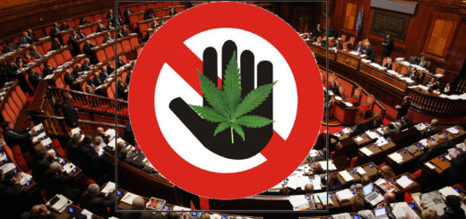 La manovra finanziaria va al Senato senza la Cannabis Light