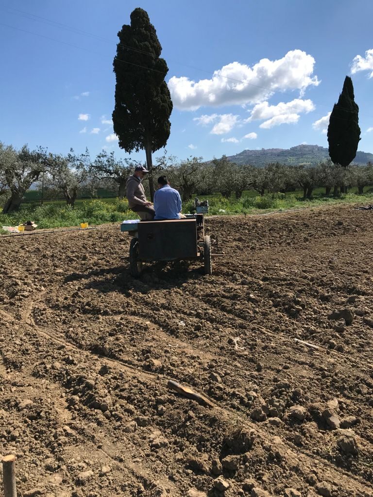 Multicanapa, semina in campo sperimentale dell'azienda Grimaldi